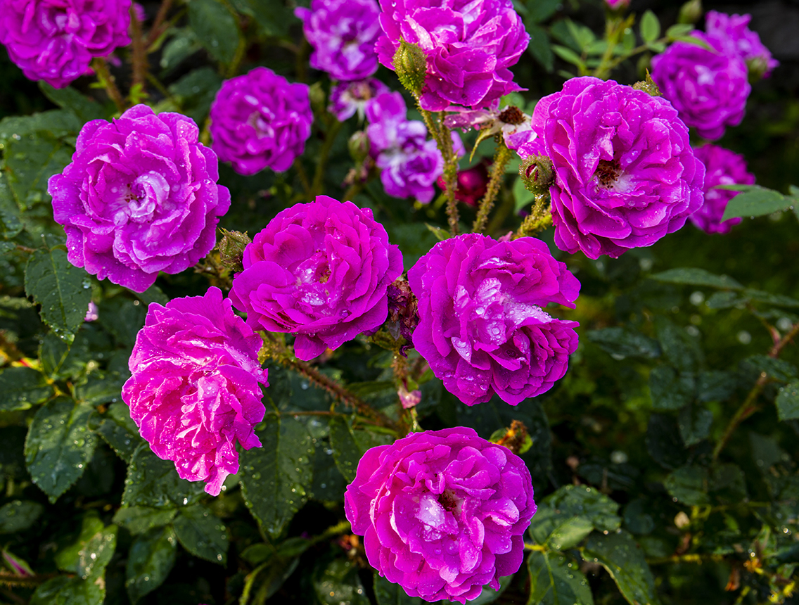 roses purple bush