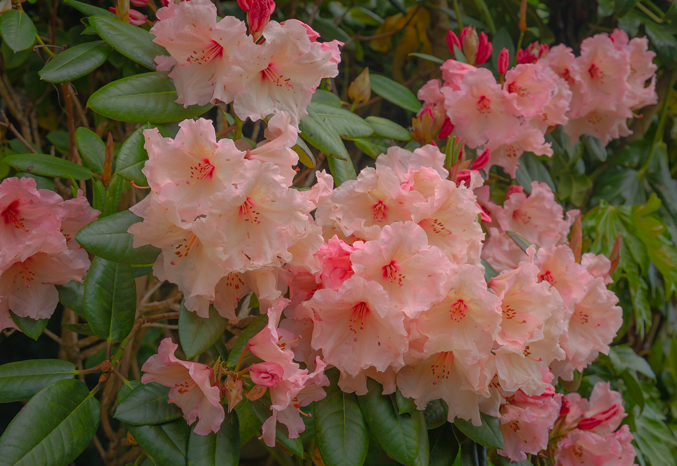 rododendrum