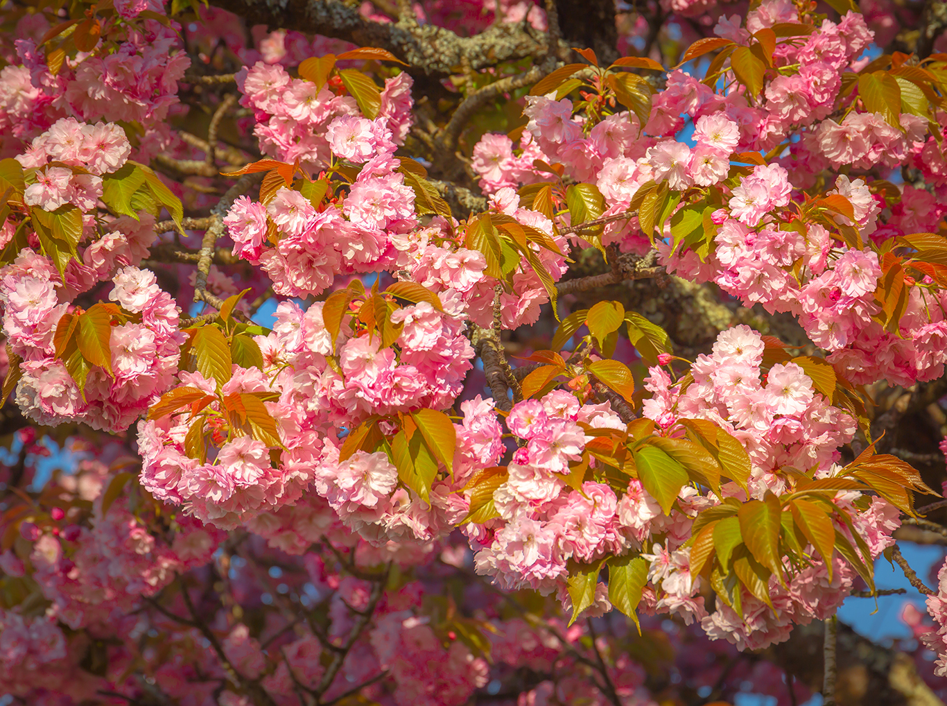 cherry blossom 8