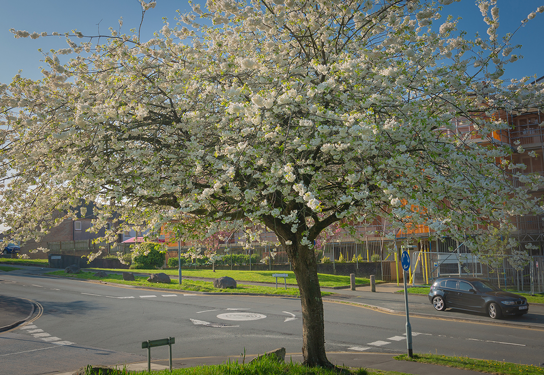 white blossom tree