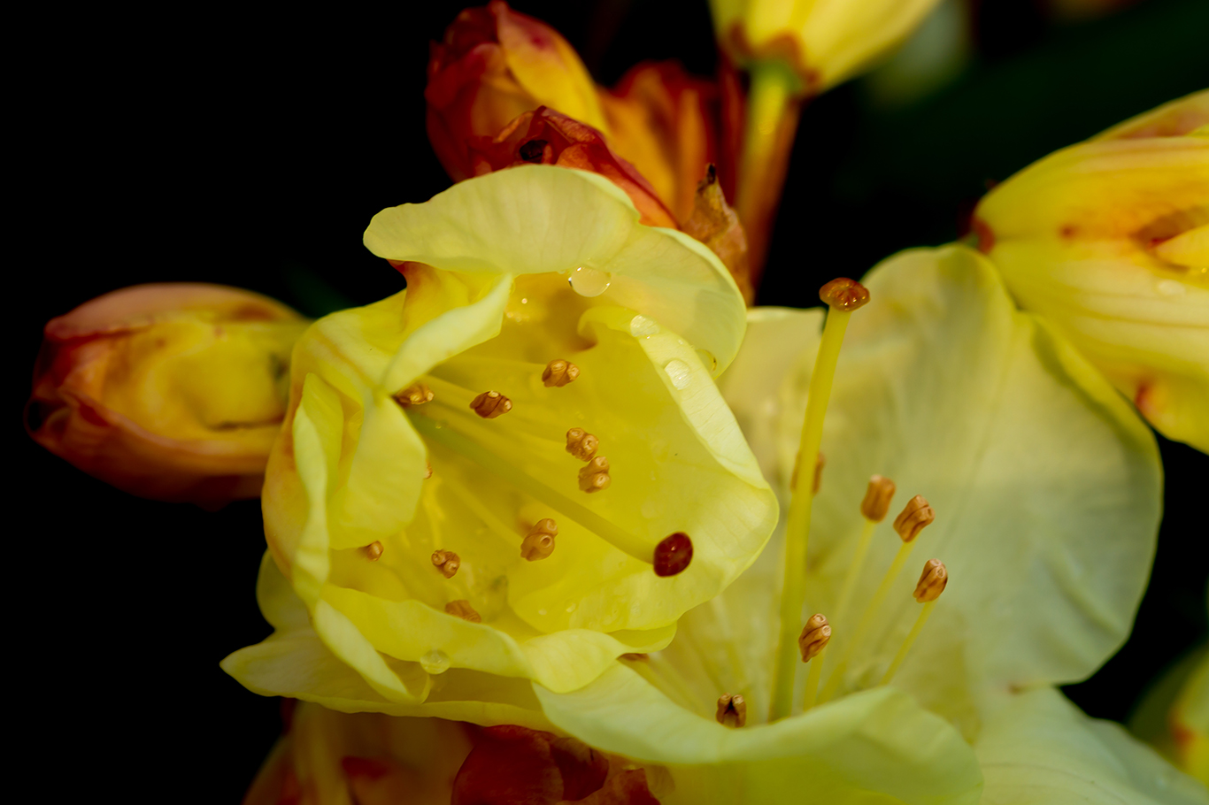 yellow rododendrum2