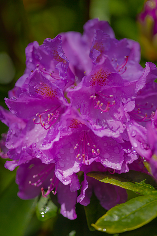 rain rhododendron