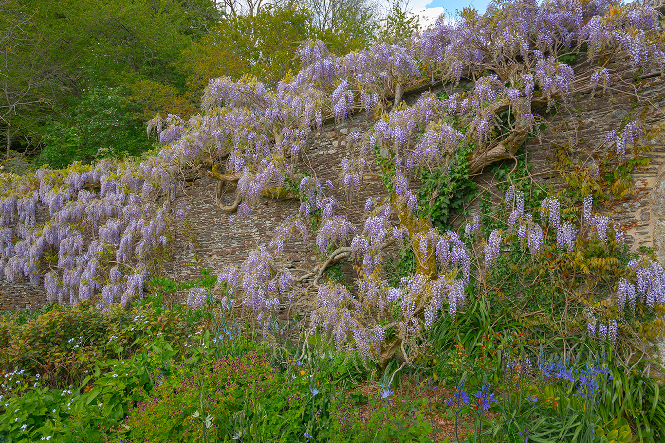 wisteria wall