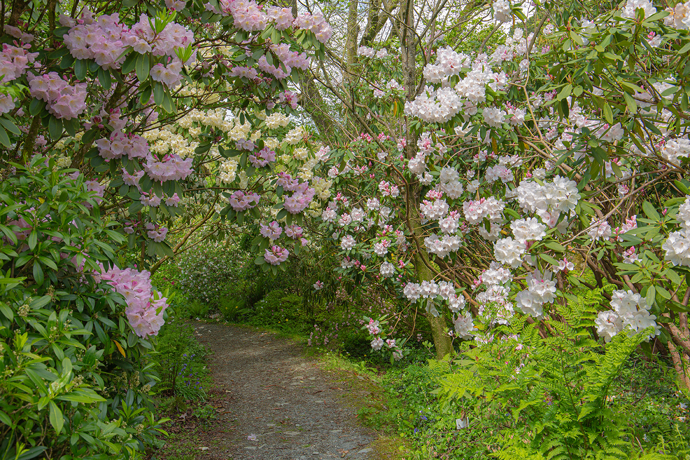 Rhododendron walk