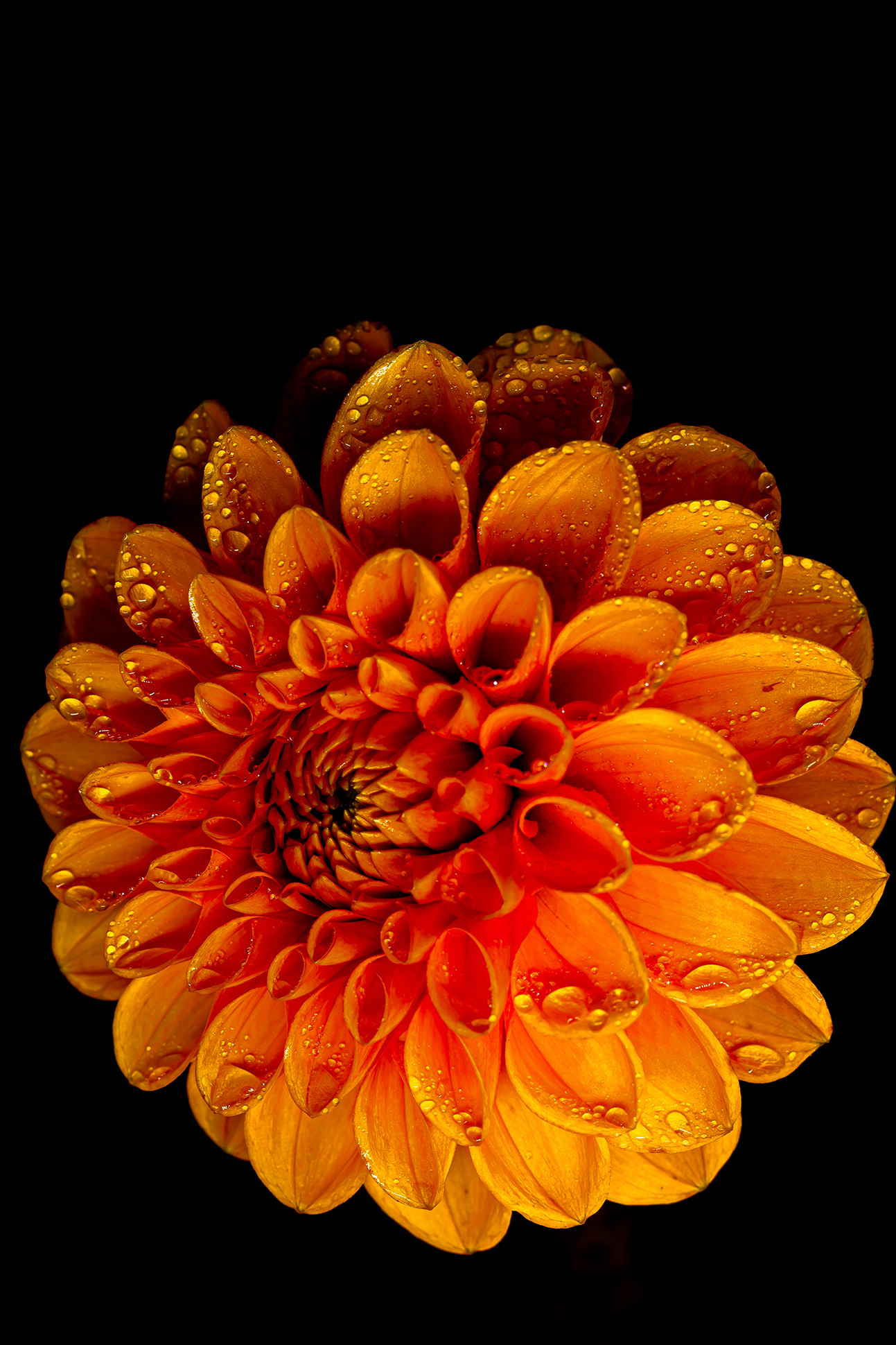 orange dahlia with water drops (1 of 1)