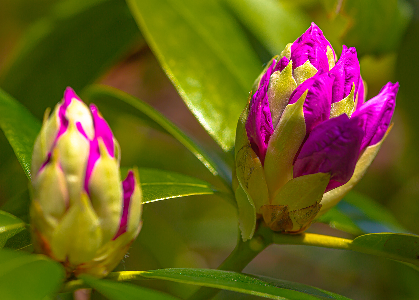 rhododendron buds