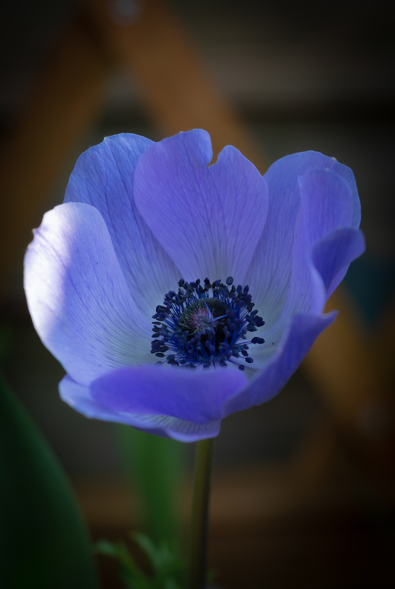 poppy anmome blue (1 of 1)