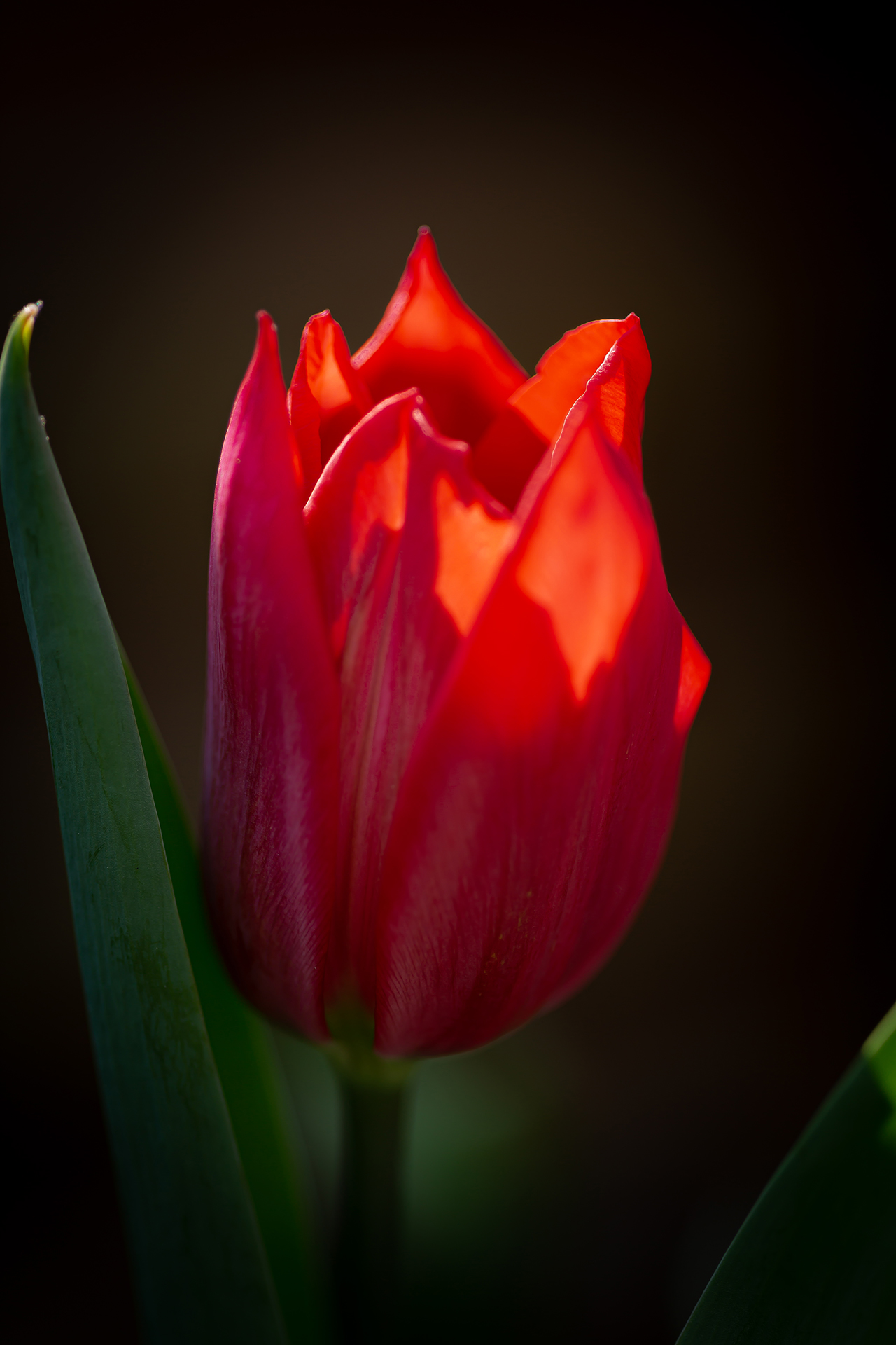red tulip (1 of 1)