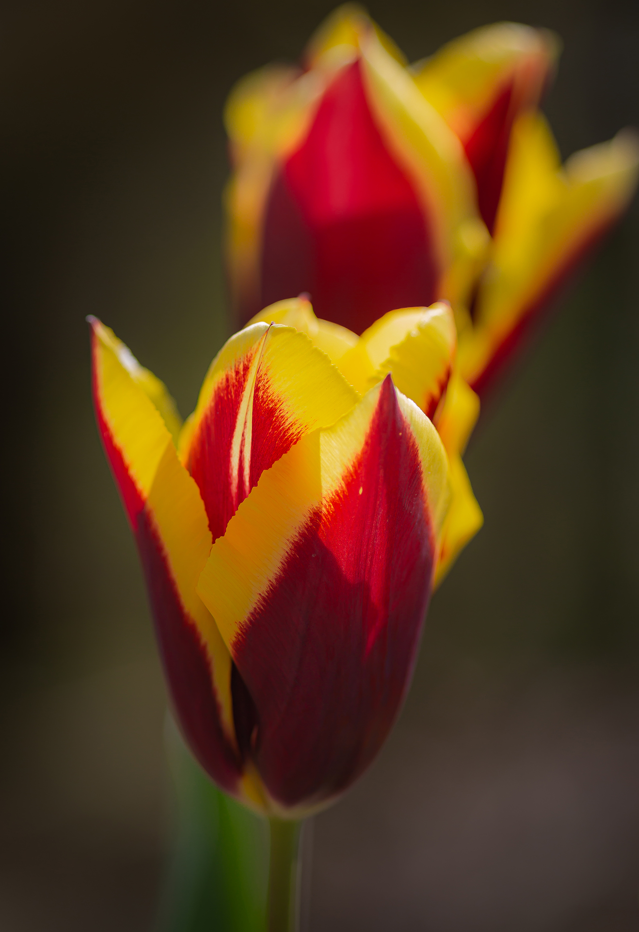 red yellow tulip (1 of 1)