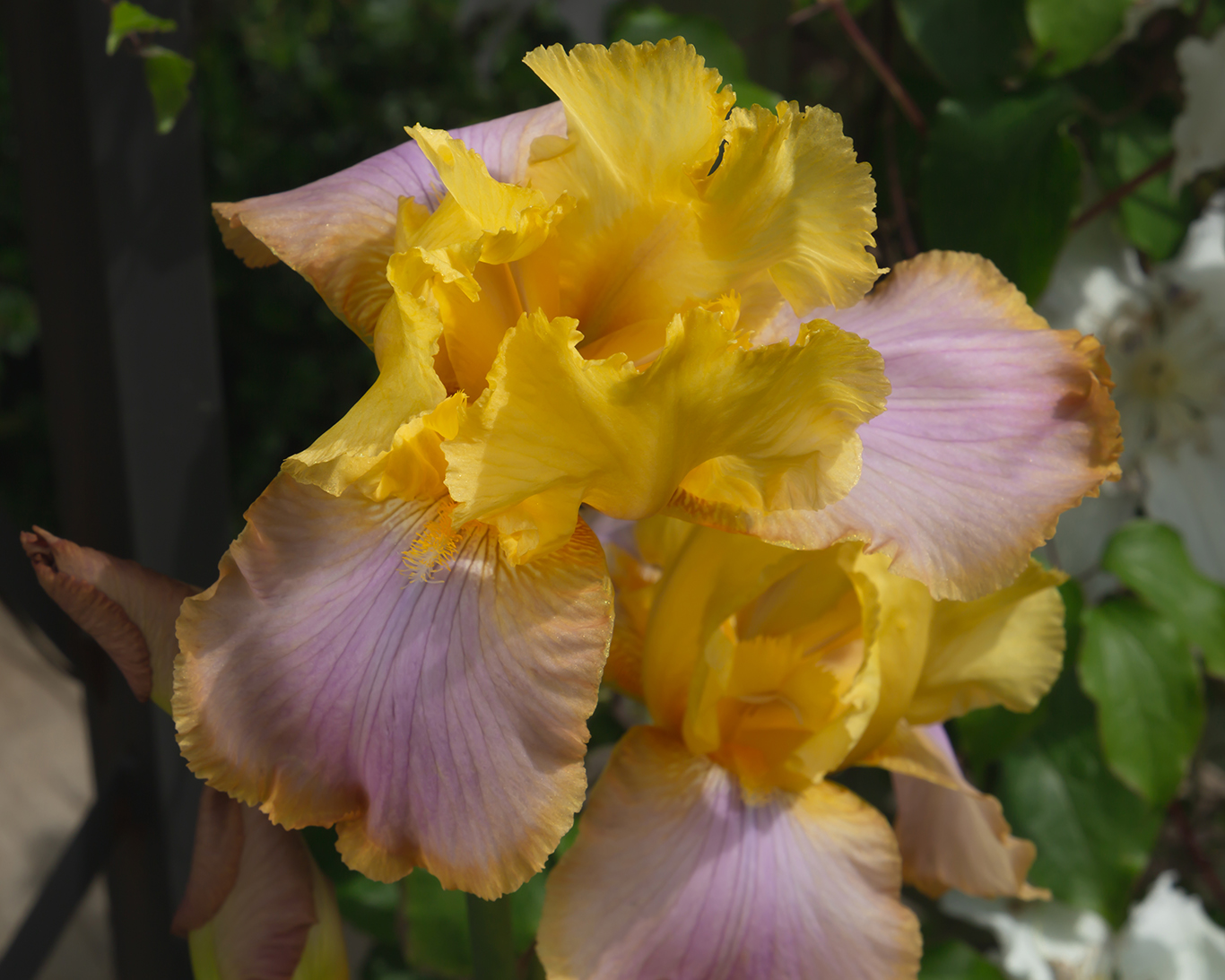 bearded iris (1 of 1)
