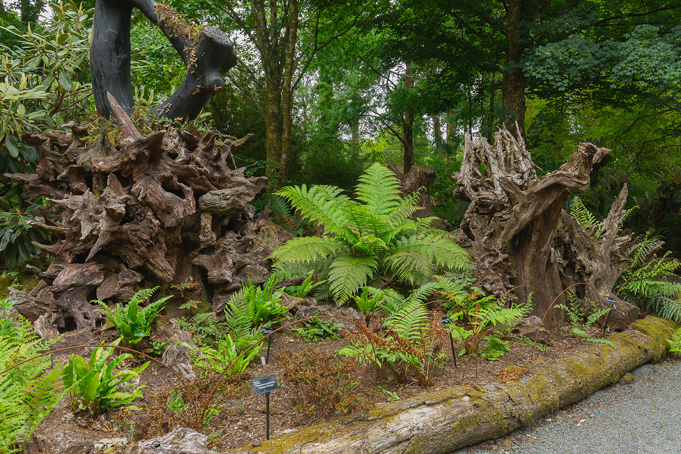 log walk sculptures (1 of 1)