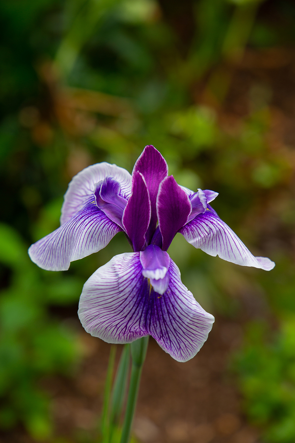 Iris Ensata Rowden Sirdae (1 of 1)