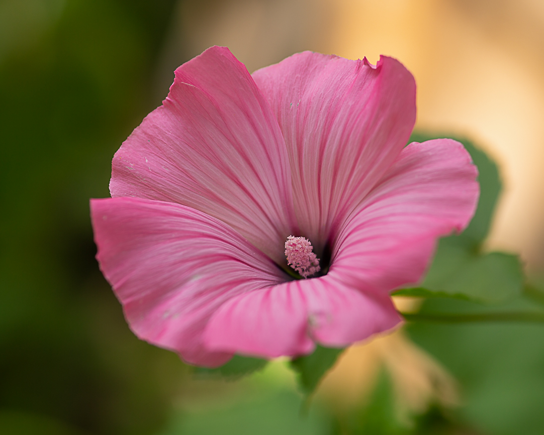 annual mallow ins (1 of 1)