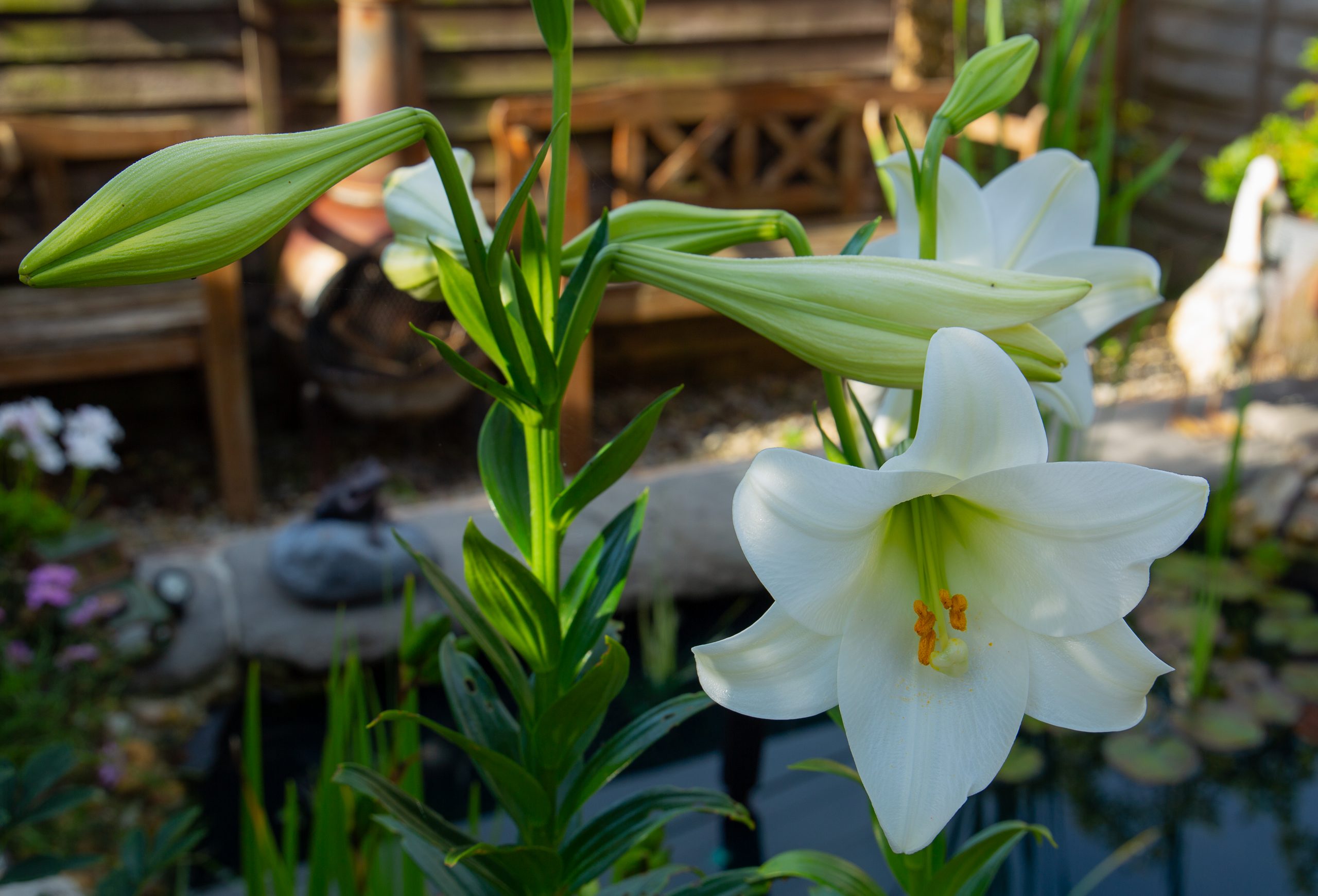 white trumpet lily awaking (1 of 1)