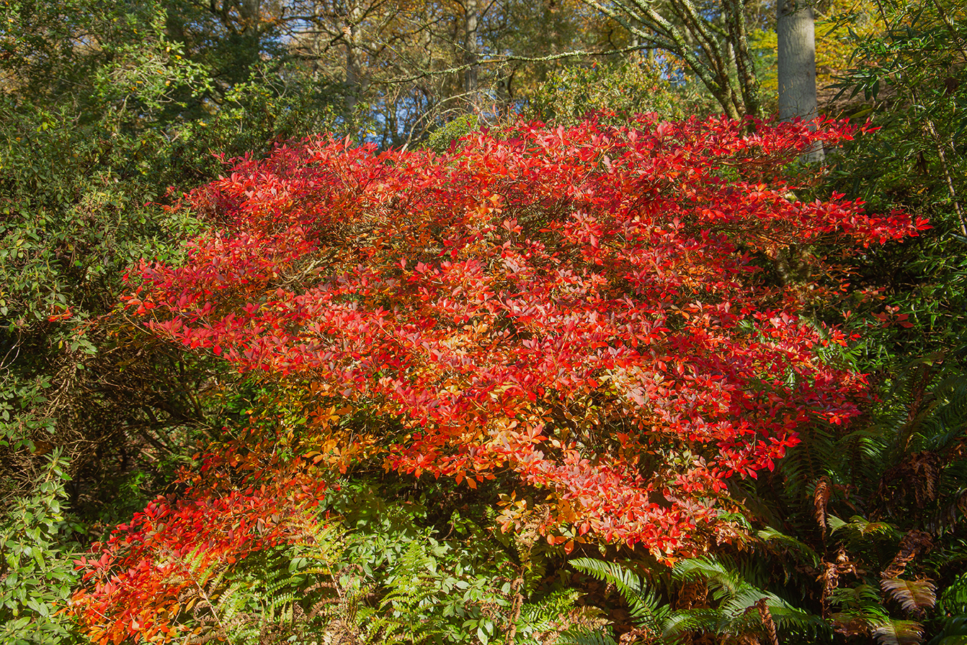 autumn colours (1 of 1)