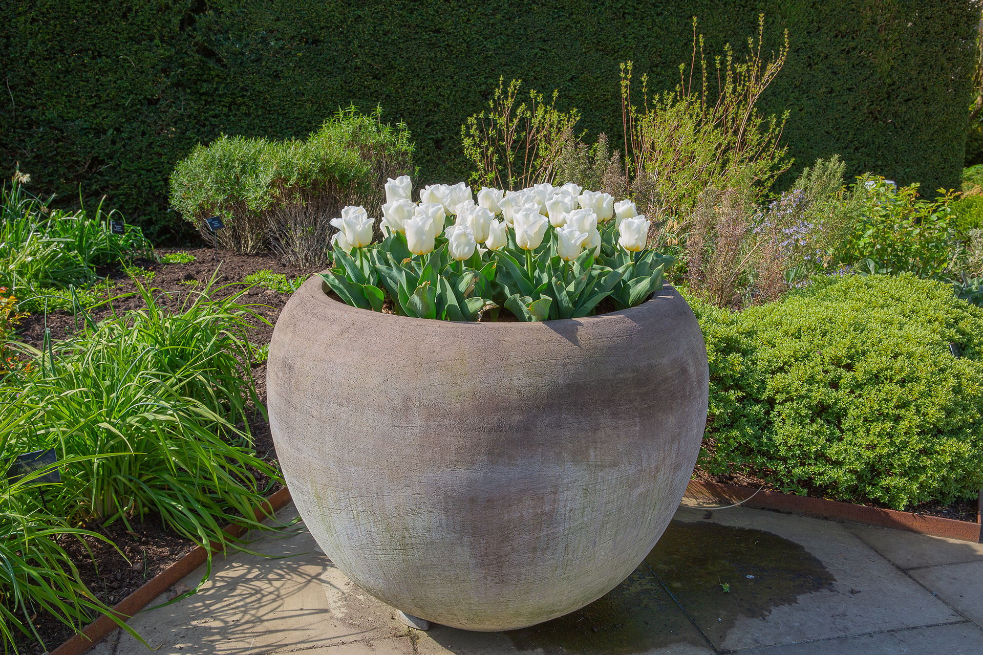 calgary tulip in planter – Copy